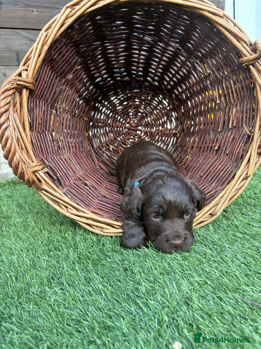Cocker Spaniel dogs for sale: 3 Beautiful cocker spaniel puppies 2 boys 1 girl - Image 6
