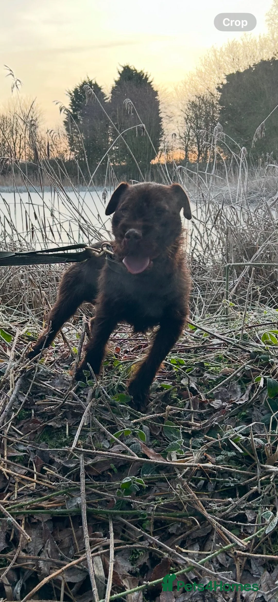 Patterdale Terrier dogs for sale: Patterdale puppies - Advert 8