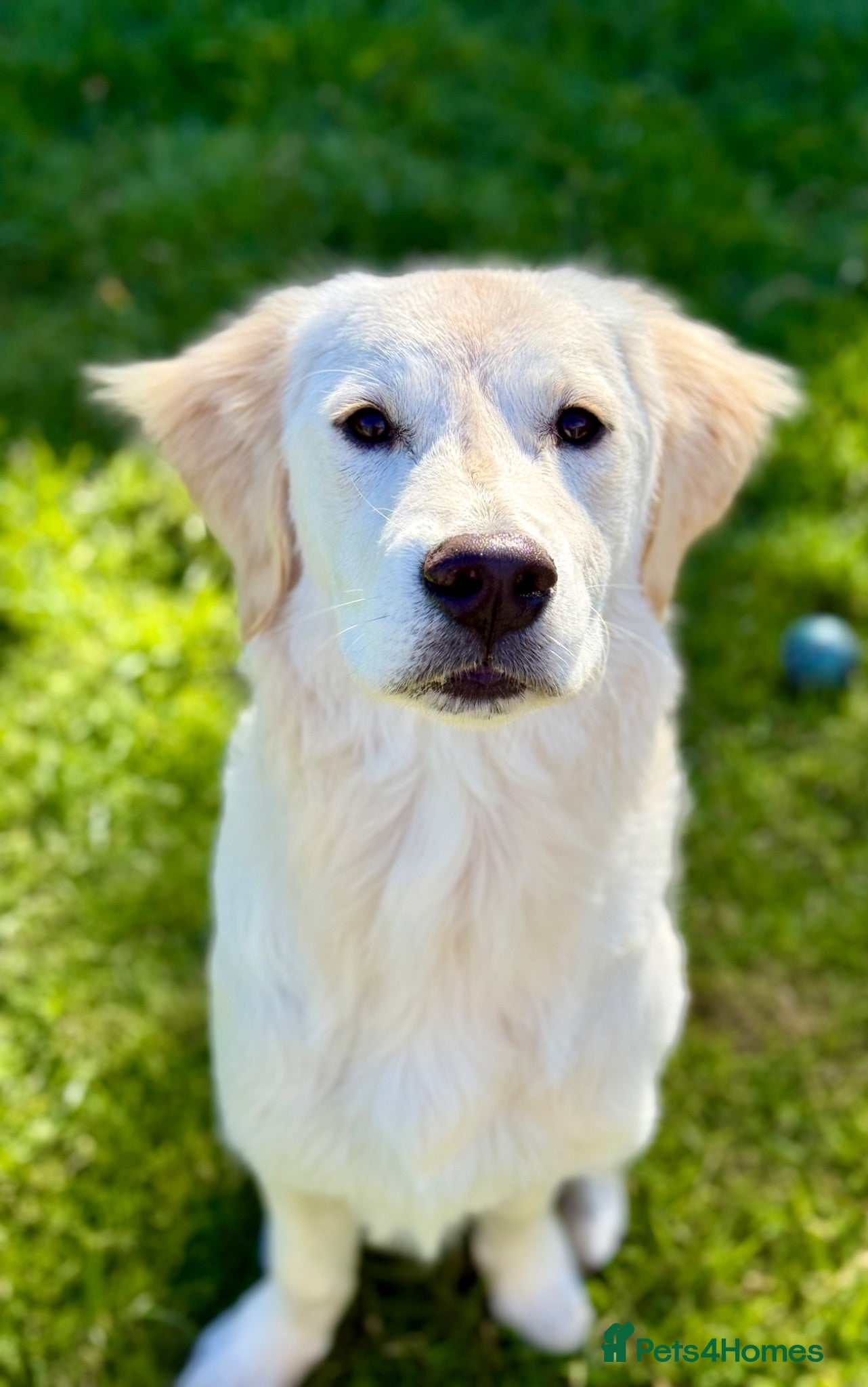 Golden Retriever dogs 7 month old Golden retriever  - Advert 16