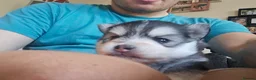 Pomsky dogs for sale: Mirco Pomsky Puppys For Sale - Advert 5