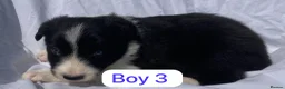 Border Collie dogs for sale: KC registered border collie puppies  - Advert 4