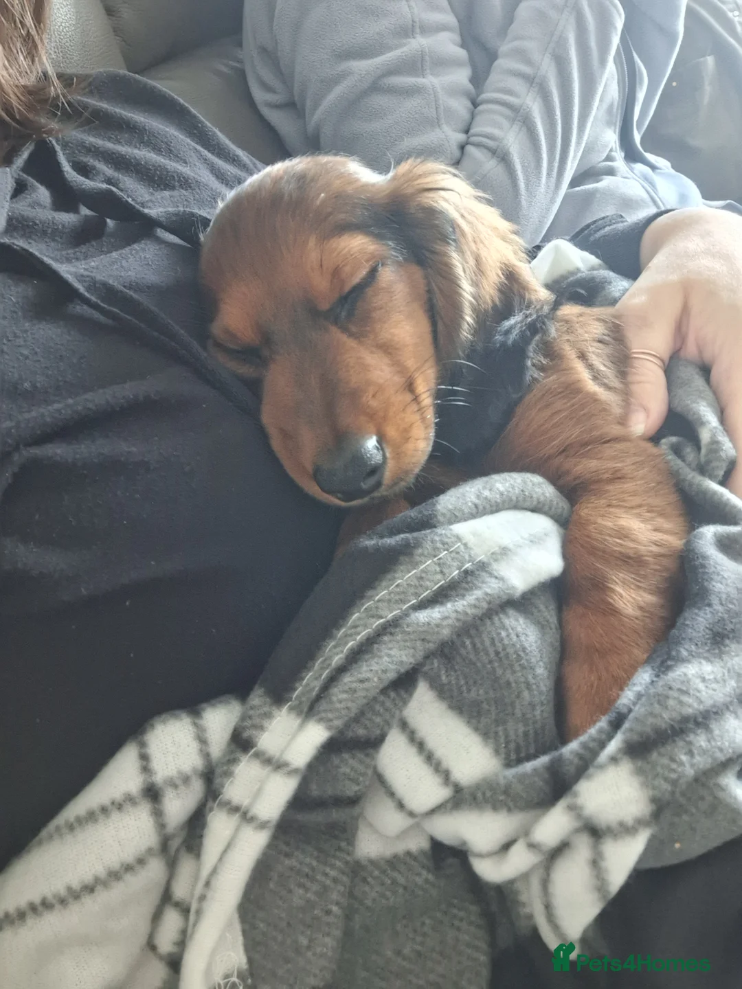 Miniature Dachshund dogs for sale: 6 month miniature long hair dachshund - Advert 26