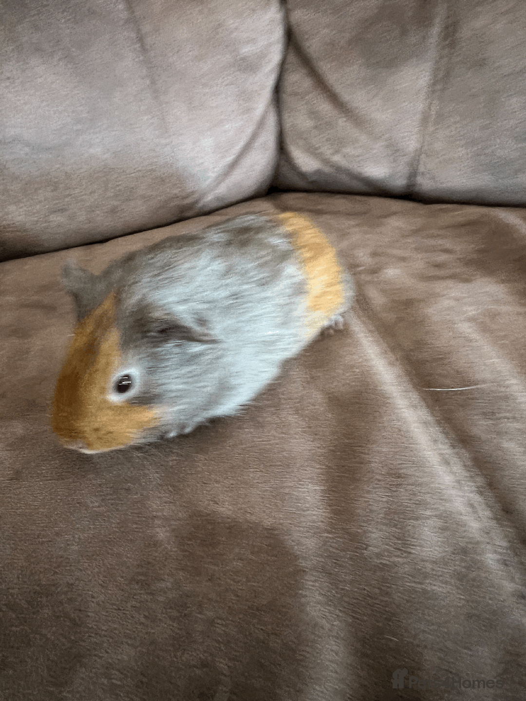 Guinea Pig rodents for sale: TWO FEMALE GUINEA PIGS FOR SALE - Image 5