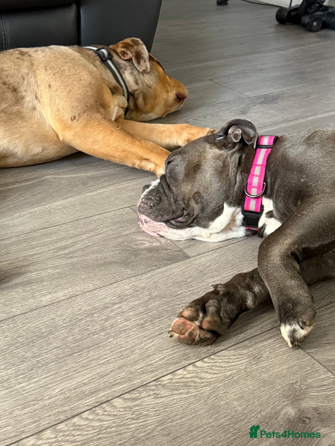 Olde English Bulldogge dogs for sale: Stunning Old English Bulldog Pups NEBBR Registered - Image 10