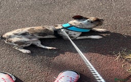 French Bulldog dogs for sale: French bulldog for rehome - Advert 1