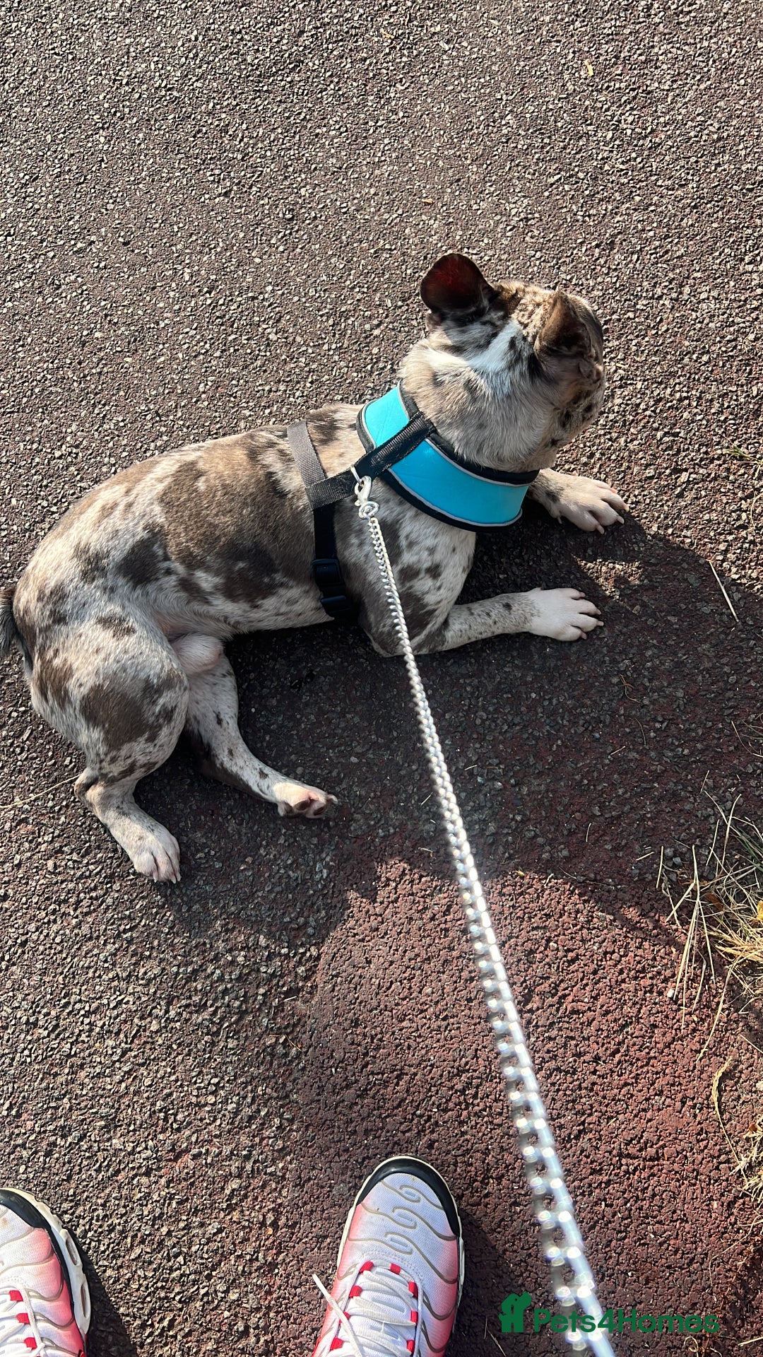 French Bulldog dogs for sale: French bulldog for rehome - Advert 1