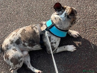 French Bulldog dogs French bulldog for rehome - Advert 3