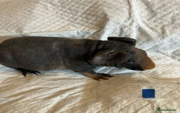 Guinea Pig rodents for sale: Skinny pig and smooth haired Guinea pigs - Image 7