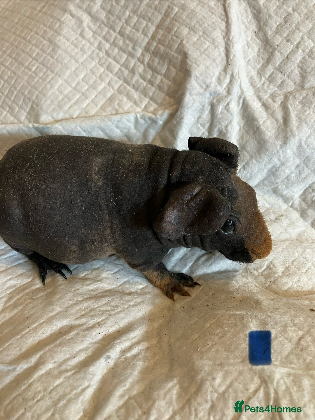 Guinea Pig rodents for sale: Skinny pig and smooth haired Guinea pigs - Image 7