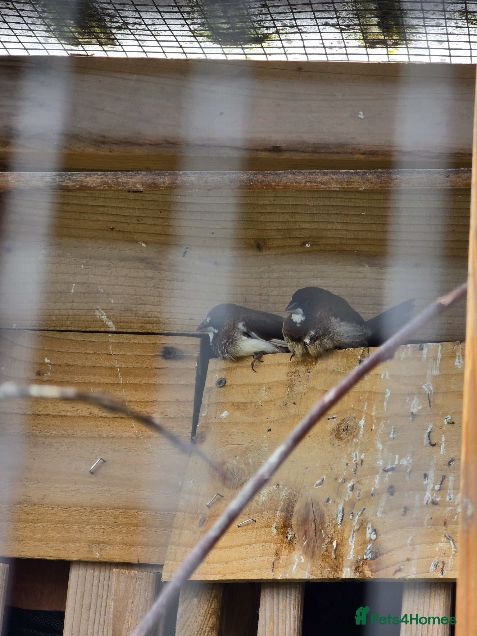 Finches birds for sale: Zebra Finches  in Bridgend - Advert 3