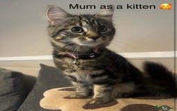British Longhair cats for sale: Kittens for sale  - Image 13