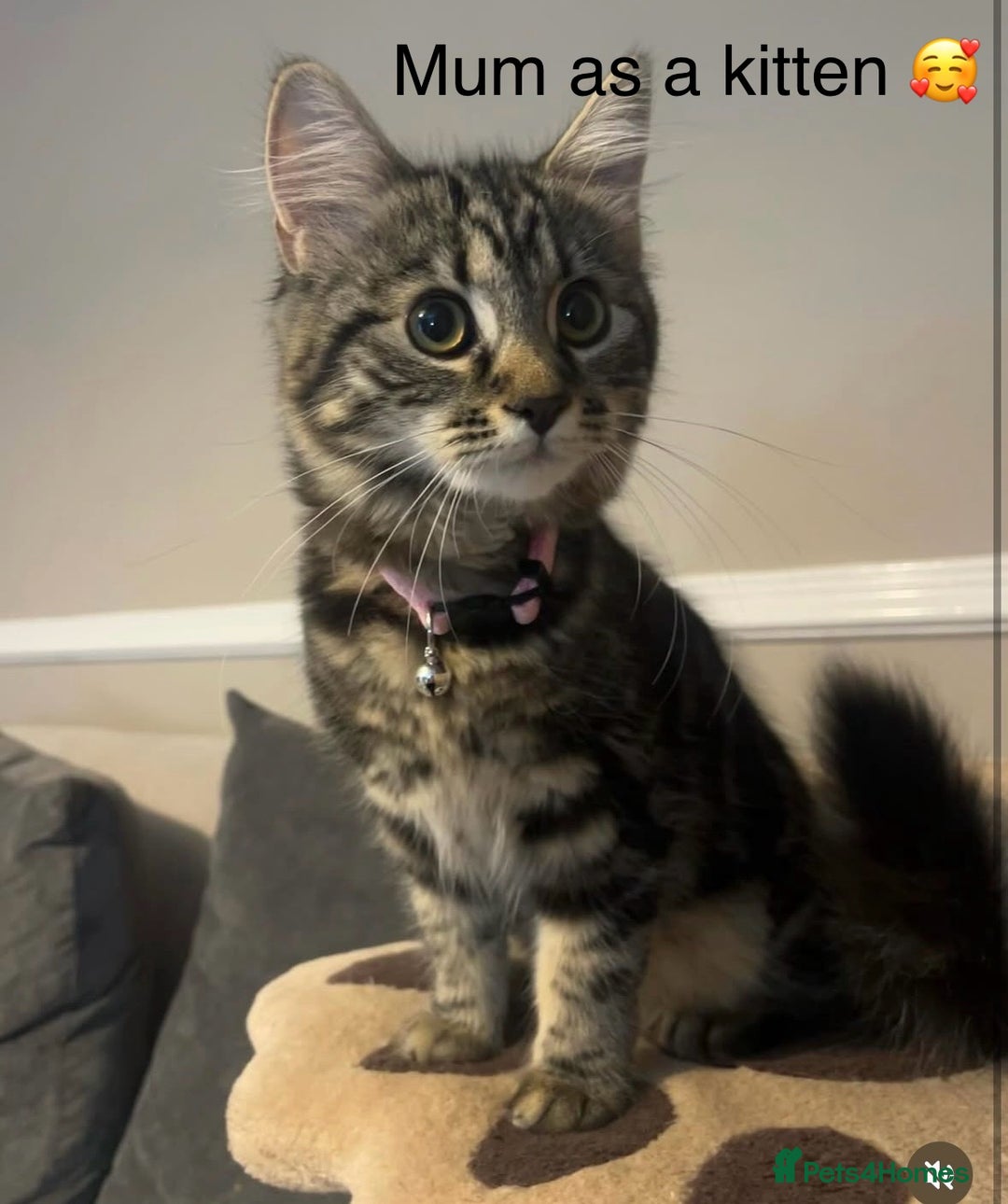 British Longhair cats for sale: Kittens for sale  - Image 13