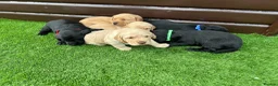 Cockerdor dogs for sale: 6 beautiful cockerdor puppies - Advert 20
