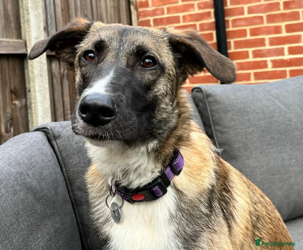 Mixed Breed dogs for adoption: Rox - north Walsham Norfolk  in North Walsham - Advert 14