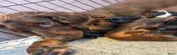 Sprocker dogs for sale: F1 Sprocker puppies.  - Advert 6