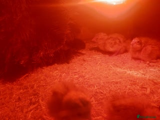 Quail poultry - Advert 3