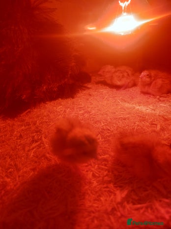 Quail poultry - Advert 1