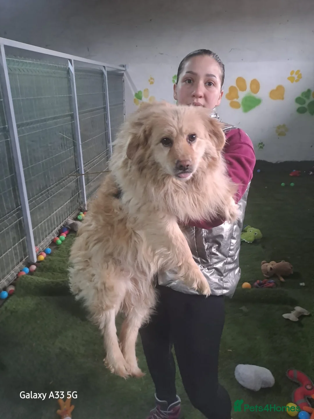 Mixed Breed dogs for adoption: ✨ SAVED FROM A KILL SHELTER — NOW READY TO LIVE ✨ - Advert 2