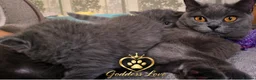 British Shorthair cats for sale: The Most Beautiful Angel on Earth🌸Pedigree BHS - Advert 40