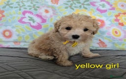 Maltipoo dogs for sale: F1 Maltipoo puppies 🐶 Just 2 girls remaining  - Advert 40