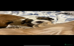 Shih Tzu dogs for sale: Shih tzu puppies - Image 10