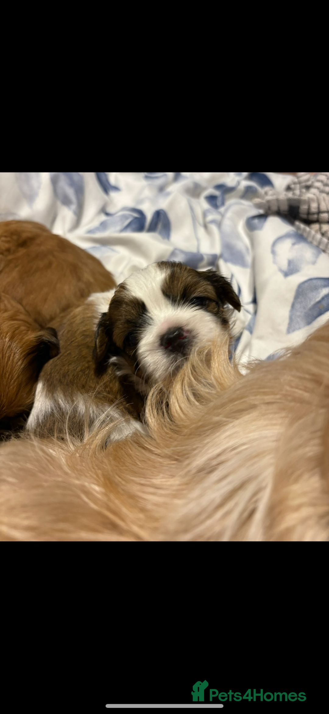 Shih Tzu dogs for sale: Shih tzu puppies - Image 10