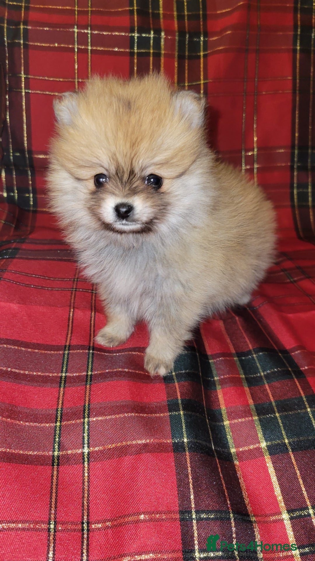 Pomeranian dogs for sale: Pomeranian Puppies  - Advert 1