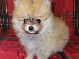 Pomeranian dogs Pomeranian Puppies - Advert 1