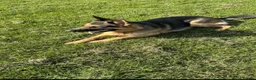 German Shepherd dogs for stud: Kc reg German Shepherd for stud   - Advert 7