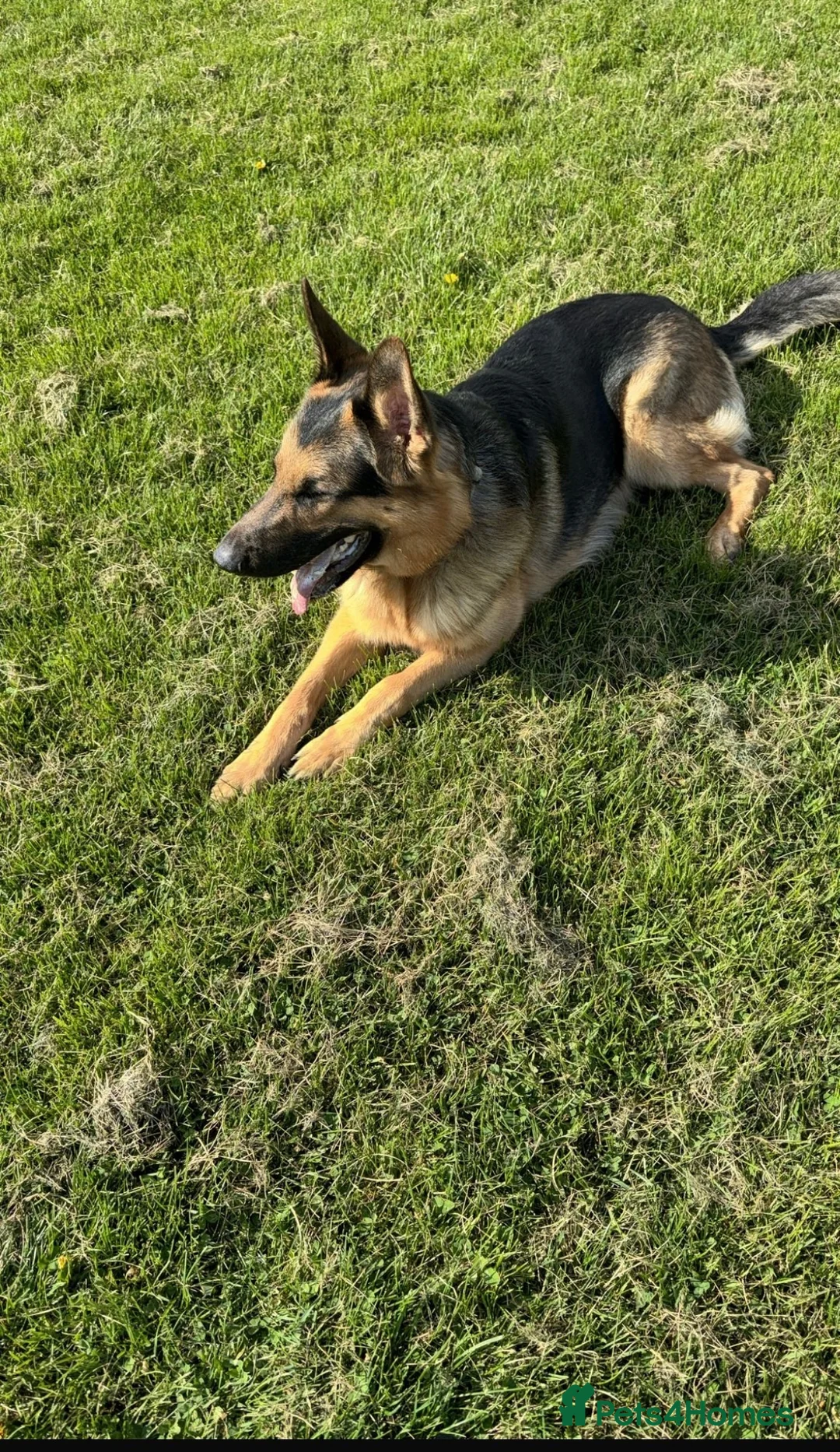 German Shepherd dogs for stud: Kc reg German Shepherd for stud   - Advert 7
