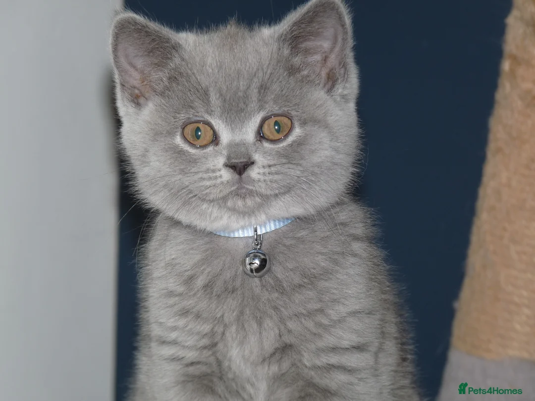 British Shorthair cats for sale: four beautiful british shorthair kittens for sale - Advert 17