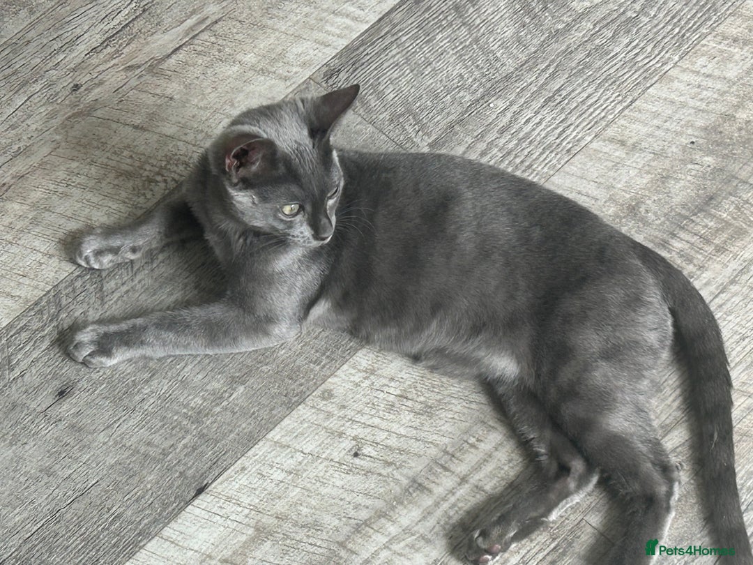Bengal cats for sale: Two adorable Blue/Melanistic Bengal Kittens TICA  in Benfleet - Image 2