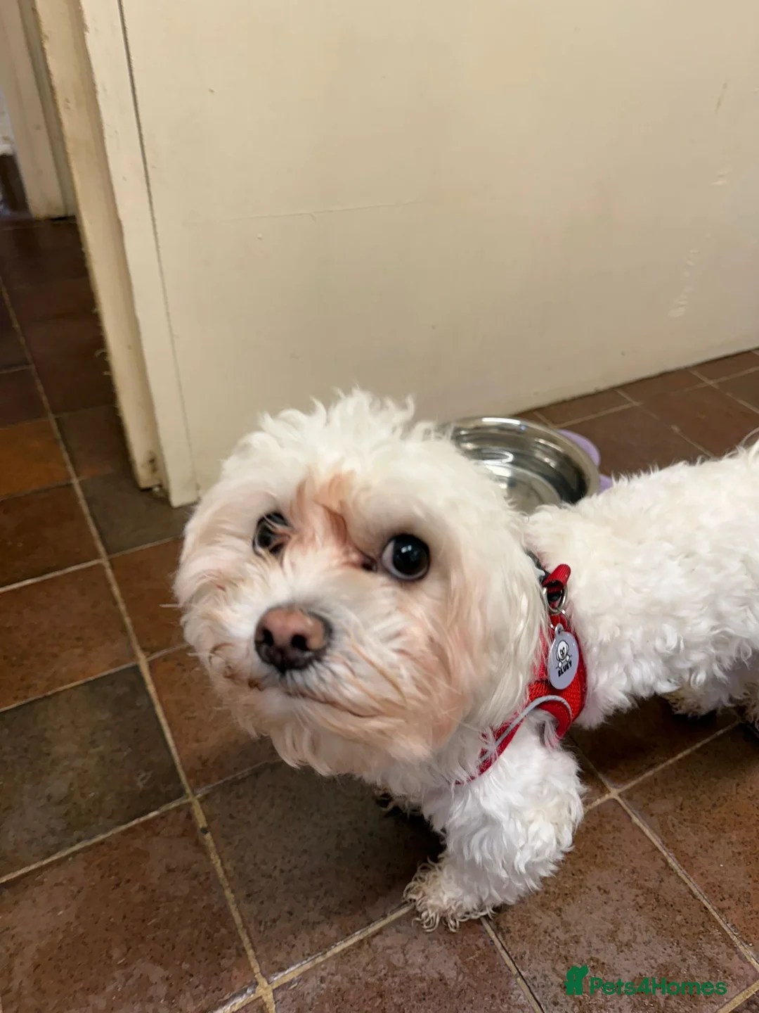 Bichon Frise dogs for sale: Two Mini Bichon Frise Ready for their New Home - Advert 24