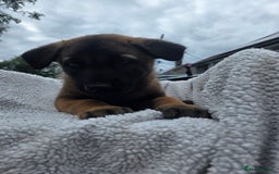 Belgian Shepherd Dog dogs for sale: belguim malinois free training provided - Image 37