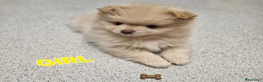 Pomeranian Puppy 2