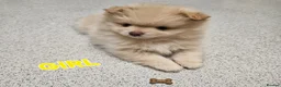 Pomeranian dogs for sale: Beautiful 3 Pomeranians up for reservation! - Advert 3