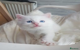 Mixed Breed cats for sale: Two beautiful princess  - Image 4