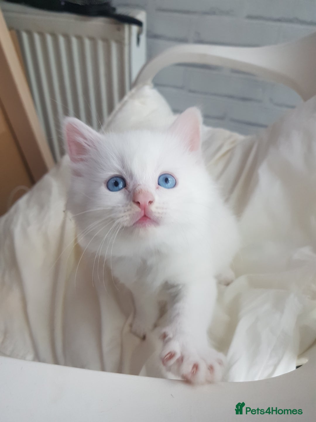 Mixed Breed cats for sale: Two beautiful princess  - Image 4