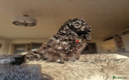 Cocker Spaniel dogs for sale: KC Reg (no endorsements) Blue Roan Show bitch - Image 2