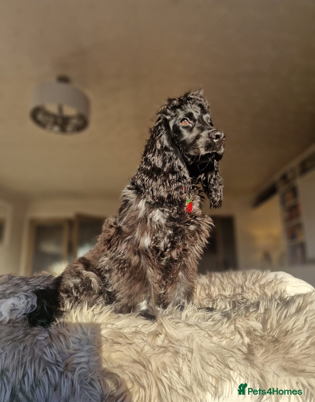 Cocker Spaniel dogs for sale: KC Reg (no endorsements) Blue Roan Show bitch - Image 2