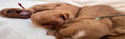 Cavalier King Charles Spaniel dogs for sale: Beautiful red KC boys health tested parents 😍🐶😍 in Swanley - Advert 5