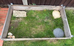 Tortoise reptiles for sale: Herman tortoise  - Advert 4