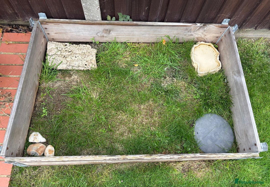 Tortoise reptiles for sale: Herman tortoise  - Advert 4