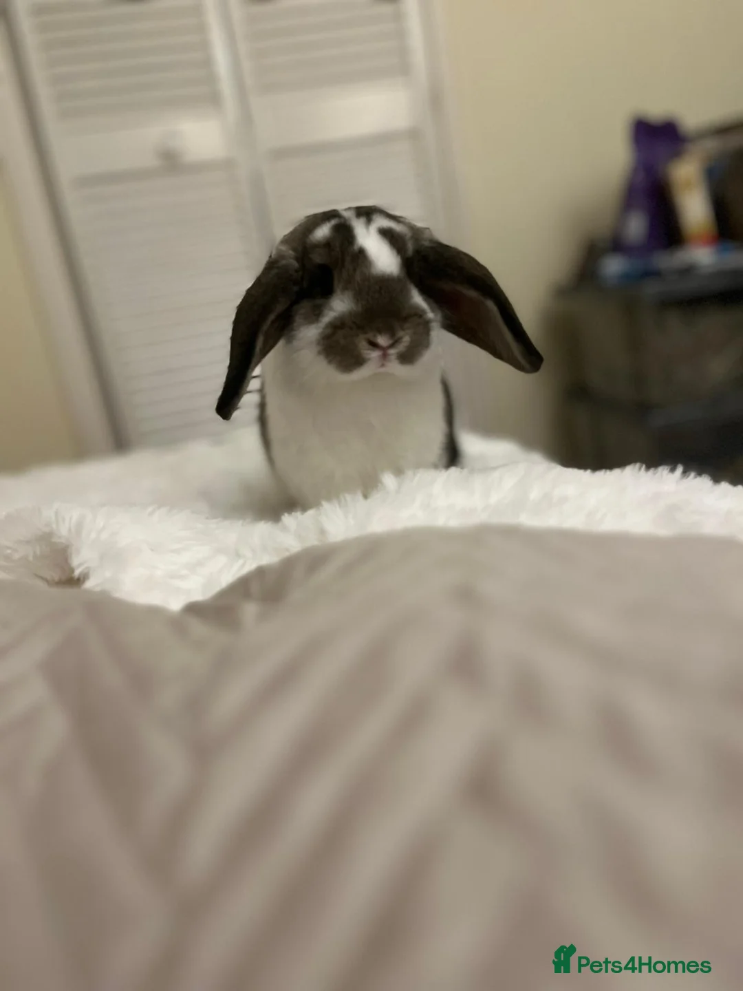 Mini Lion Lop rabbits for sale: Black and white mini lop male house rabbit - Advert 2