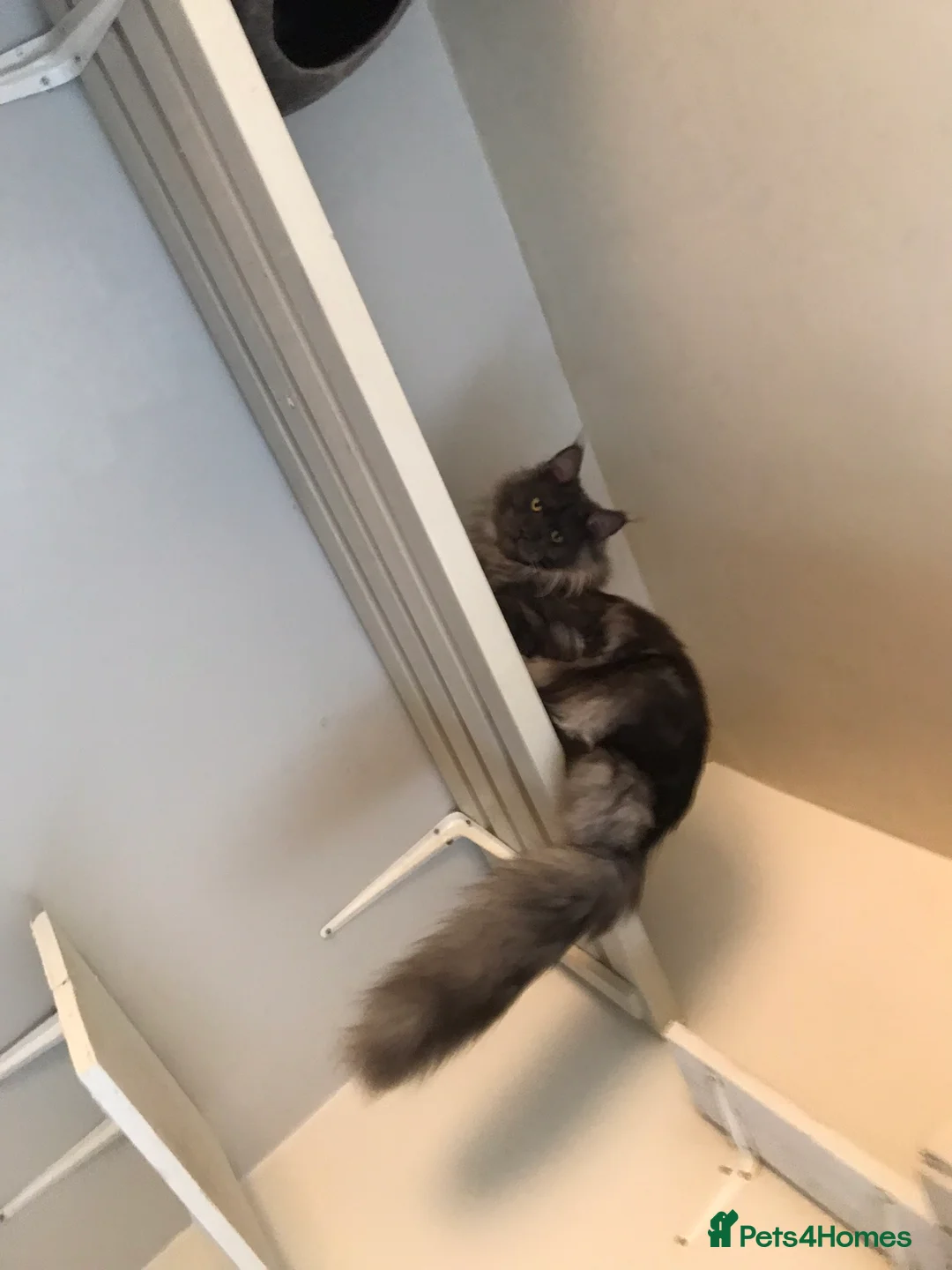 Maine Coon cats for stud: Stud Gccf duel Tica active blue smoke  in Grantham - Advert 4