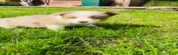 Border Collie dogs for sale: Our Bred Border Collie Puppies For Sale - Advert 14
