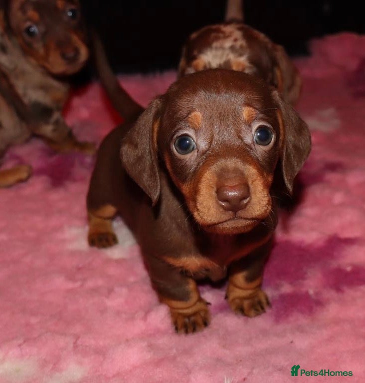 Miniature Dachshund dogs for sale: dachshund puppies - Advert 1
