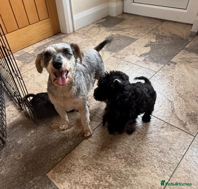 Miniature Schnauzer dogs Miniature schnauzer pups - Advert 1