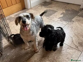 Miniature Schnauzer dogs Miniature schnauzer pups - Advert 1