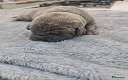 Cane Corso dogs for sale: Cane Corso Puppies in Wolverhampton - Image 5